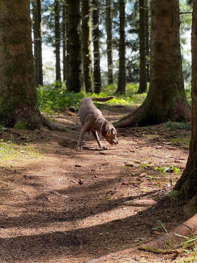 Apartmán Auszeit Bergliebe Winterberg Exteriér fotografie